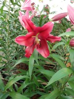 [4176 Borrello VH No201.JPG]